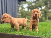 Parduodamas Cocker spanieliaus kalytė ir patinukas - nuotraukos Nr. 5
