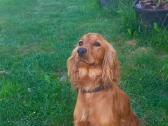 Parduodamas Cocker spanieliaus kalytė ir patinukas - nuotraukos Nr. 6