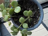 Peperomia Hope - nuotraukos Nr. 2