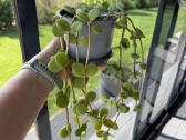 Peperomia Hope - nuotraukos Nr. 3