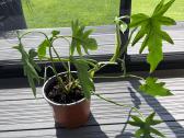 Philodendron elegants - nuotraukos Nr. 2