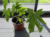 Philodendron elegants - nuotraukos Nr. 3