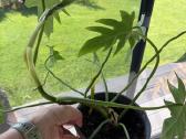 Philodendron elegants - nuotraukos Nr. 4