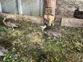 Balti ir Indiški povai - nuotraukos Nr. 5