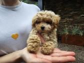 Parduodami Maltipoo šuniukai kalytė ir patinukas - nuotraukos Nr. 3