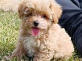 Parduodami Maltipoo šuniukai kalytė ir patinukas - nuotraukos Nr. 5