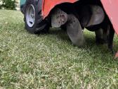 Husqvarna tr 430 dual - nuotraukos Nr. 8