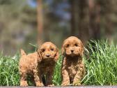 Parduodami Cockapoo šuniukai. - nuotraukos Nr. 2