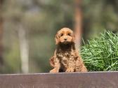Parduodami Cockapoo šuniukai. - nuotraukos Nr. 3