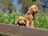 Parduodami Cockapoo šuniukai. - nuotraukos Nr. 5