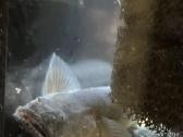 Dragon goby - nuotraukos Nr. 2