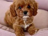 Cavapoo F1 - nuotraukos Nr. 3