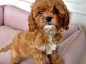 Cavapoo F1 - nuotraukos Nr. 4