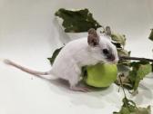 Degu mažyliai - nuotraukos Nr. 5