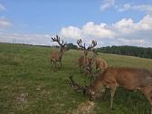 Zveriena - nuotraukos Nr. 3