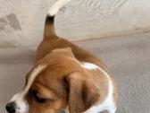 Jack Russell terjero šuniukai - nuotraukos Nr. 4