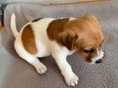 Jack Russell terjero šuniukai - nuotraukos Nr. 5