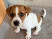Jack Russell terjero šuniukai - nuotraukos Nr. 7