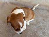 Jack Russell terjero šuniukai - nuotraukos Nr. 8