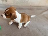Jack Russell terjero šuniukai - nuotraukos Nr. 9