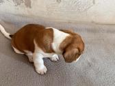 Jack Russell terjero šuniukai - nuotraukos Nr. 10
