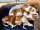 Jack Russell terjero dvi kalytės - nuotraukos Nr. 2