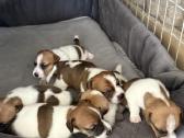 Jack Russell terjero šuniukai - nuotraukos Nr. 12