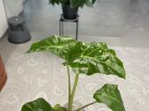 Alocasia Portodora - nuotraukos Nr. 2