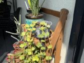 Peperomia Hope - nuotraukos Nr. 4
