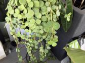 Peperomia Hope - nuotraukos Nr. 5