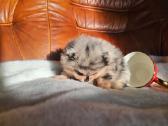 Liko 2 Žydro marmuro mergaitės mėlynomis akim - nuotraukos Nr. 8