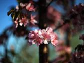 Walimexpro 85mm/1:1,4 Aspherical If,for Canon Ef - nuotraukos Nr. 8