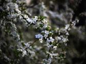 Walimexpro 85mm/1:1,4 Aspherical If,for Canon Ef - nuotraukos Nr. 9