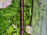 Spiningas ,Elite Micro Jig" 2,40m 0-10g - nuotraukos Nr. 2