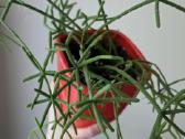 Rhipsalis - nuotraukos Nr. 2