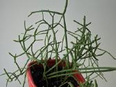 Rhipsalis - nuotraukos Nr. 3