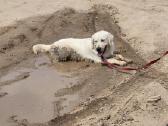 Golden retriever young dog - nuotraukos Nr. 2
