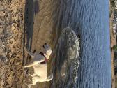 Golden retriever young dog - nuotraukos Nr. 4