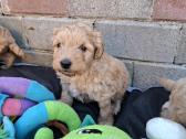 Westiepoo šuniukai - nuotraukos Nr. 5