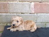 Westiepoo šuniukai - nuotraukos Nr. 7