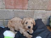 Westiepoo šuniukai - nuotraukos Nr. 4