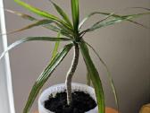 Kambarine gėlė Kraštuotoji dracena - nuotraukos Nr. 2