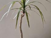 Kambarine gėlė Kraštuotoji dracena - nuotraukos Nr. 3