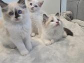 Kilmingi Ragdoll kačiukai - nuotraukos Nr. 2