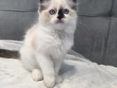 Kilmingi Ragdoll kačiukai - nuotraukos Nr. 3