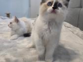 Kilmingi Ragdoll kačiukai - nuotraukos Nr. 4