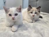 Kilmingi Ragdoll kačiukai - nuotraukos Nr. 5