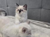 Kilmingi Ragdoll kačiukai - nuotraukos Nr. 8