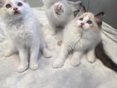Kilmingi Ragdoll kačiukai - nuotraukos Nr. 6