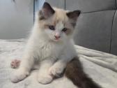 Kilmingi Ragdoll kačiukai - nuotraukos Nr. 7